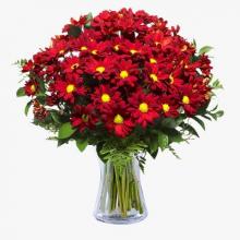 Red Chrysantimums